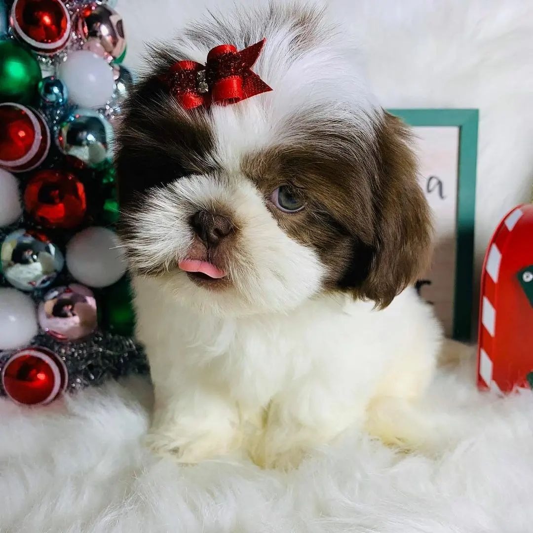 Dax, 11-week-old male Shih Tzus puppy
